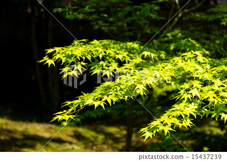 Fresh green 15437239