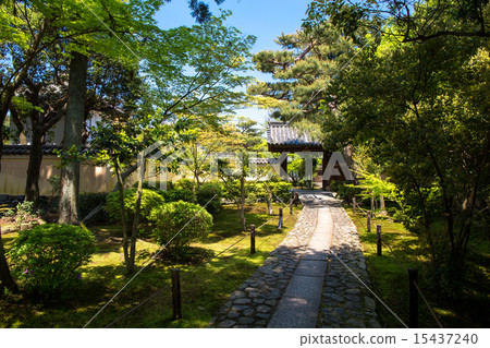 Fresh green kayoin 15437240