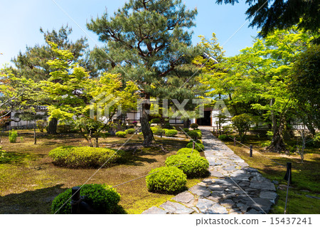 Fresh green kayoin 15437241