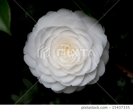 Camellia 15437335