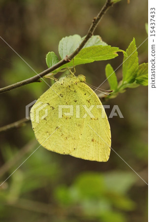 Geese Geese 15437433