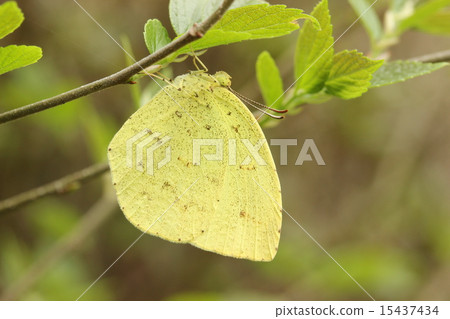 Geese Geese 15437434