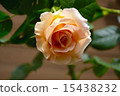 玫瑰 15438232