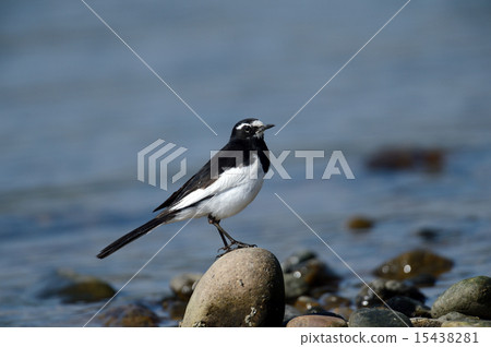 黑背w 黑背w 15438281