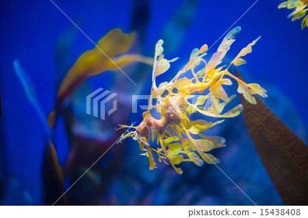 Sea horse with weeds Sea horse with weeds 15438408