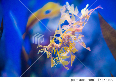 Beautiful seahorse amongst weeds. 15438409