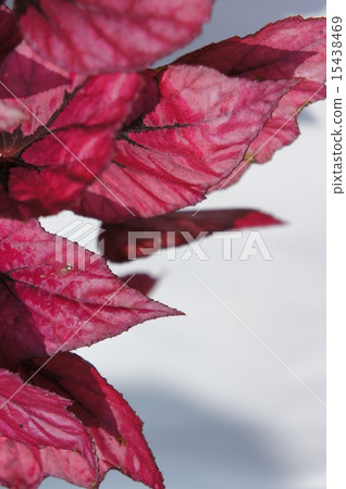 Fire Begonia Fire Begonia 15438469