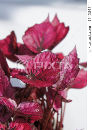 Fire Begonia 15438484