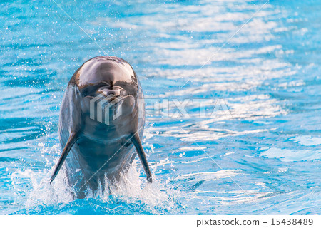 Dolphin Dolphin 15438489