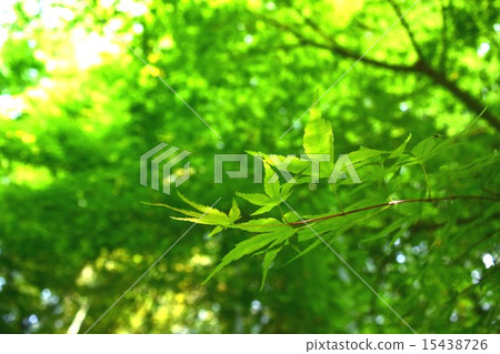 Momiji Momiji 15438726