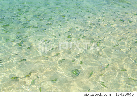 fish(Indo-pacific sergeant)  in sea 15439040