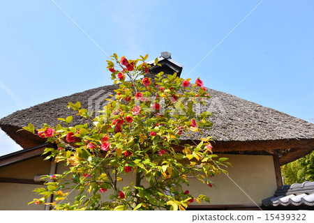 Former Higuchi family housing tenement and red camellia Former Higuchi family housing tenement and red camellia 15439322