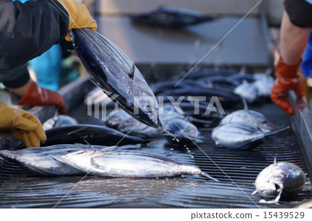 Deep-fried bonito 15439529