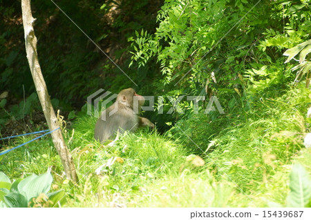 Wild Japanese macaques Wild Japanese macaques 15439687
