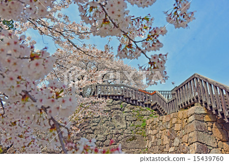 盛開的櫻花和城堡塔觀景台 15439760