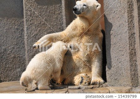 Polar bear breastfeeding satisfaction Polar bear breastfeeding satisfaction 15439799
