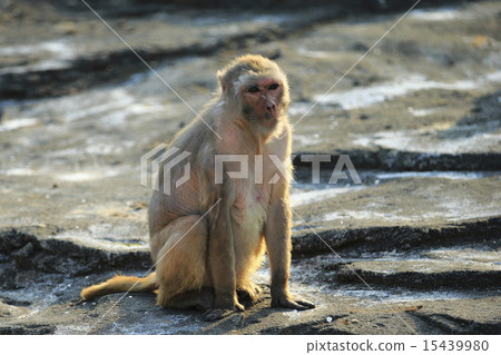  恒河猴 15439980