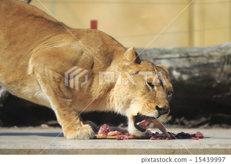 lion lion 15439997