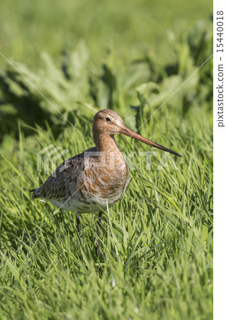 Black-tailed Godwit - Eemnes, the Netherlands Black-tailed Godwit - Eemnes, the Netherlands 15440018