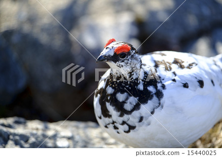 Grouse, male 15440025