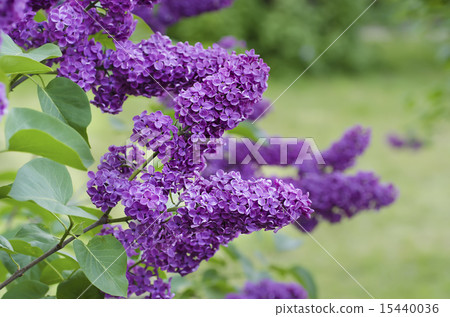 Spring lilac flowers Spring lilac flowers 15440036
