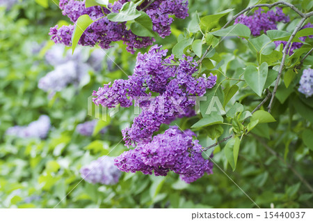 Spring lilac flowers Spring lilac flowers 15440037