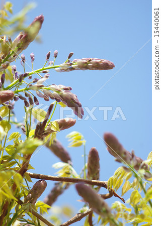 富士的芽和藍天垂直 15440061