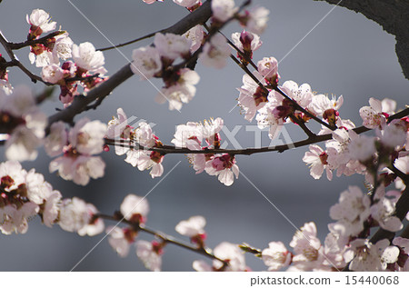 Apricot tree flower 15440068