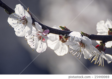 Apricot tree flower 15440069