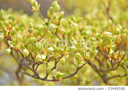 Dumanthushi的芽 15440398