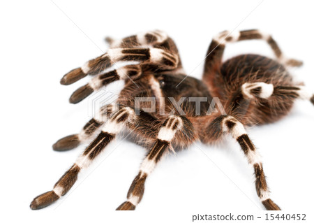 beautiful spider beautiful spider 15440452