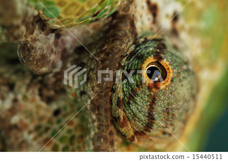 Chamaeleo calyptratus 15440511