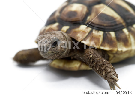Young turtle on a white background 15440518