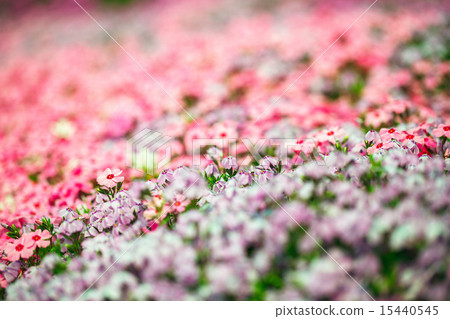 薄荷櫻桃樹 15440545