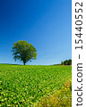 在山頂的一棵樹 15440552