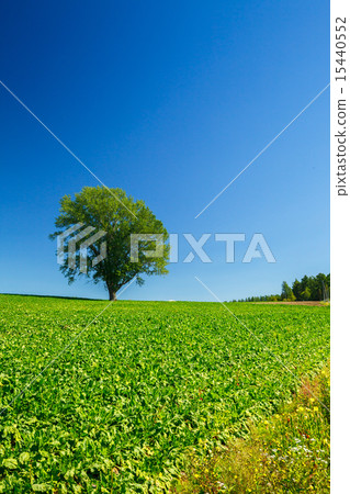 在山頂的一棵樹 在山頂的一棵樹 15440552