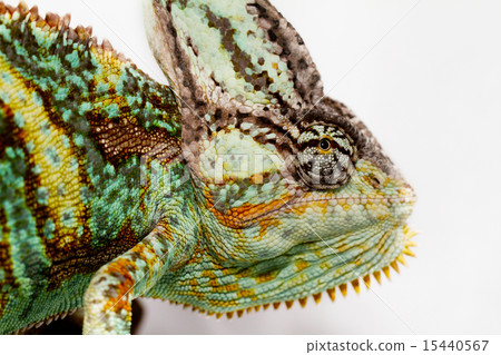 Chamaeleo calyptratus 15440567