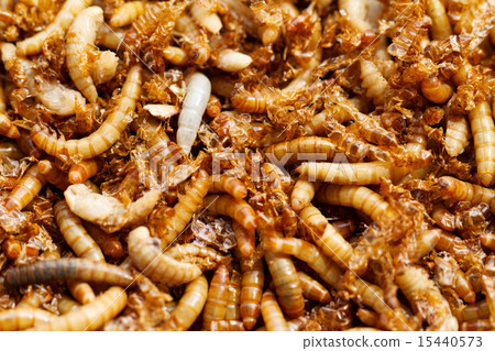 mealworms mealworms 15440573