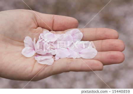 Leaf of cherry blossom on hand Leaf of cherry blossom on hand 15440859