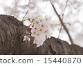 Cherry blossom on tree closeup 15440870