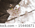 Cherry blossom on tree closeup 15440871