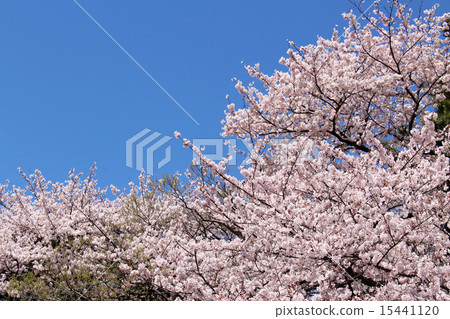 SakuraChidoriguchi⑤ SakuraChidoriguchi⑤ 15441120