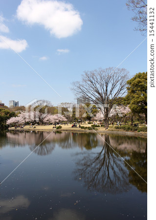 Sakura Chidorigafuto Kitanomaru Park ① Sakura Chidorigafuto Kitanomaru Park ① 15441132