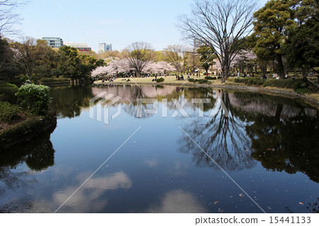 Sakura Chidorigafuto Kitanomaru Park ② Sakura Chidorigafuto Kitanomaru Park ② 15441133