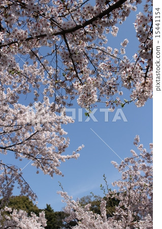 Sakura Chidoriguchi 37 Sakura Chidoriguchi 37 15441154