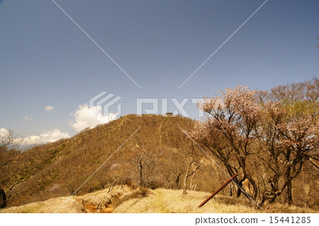 山道路和豆櫻桃樹 山道路和豆櫻桃樹 15441285