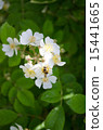 Roses and bees 15441665