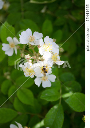 Roses and bees 15441665