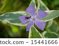 Periwinkle 15441666