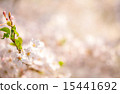 櫻花 15441692